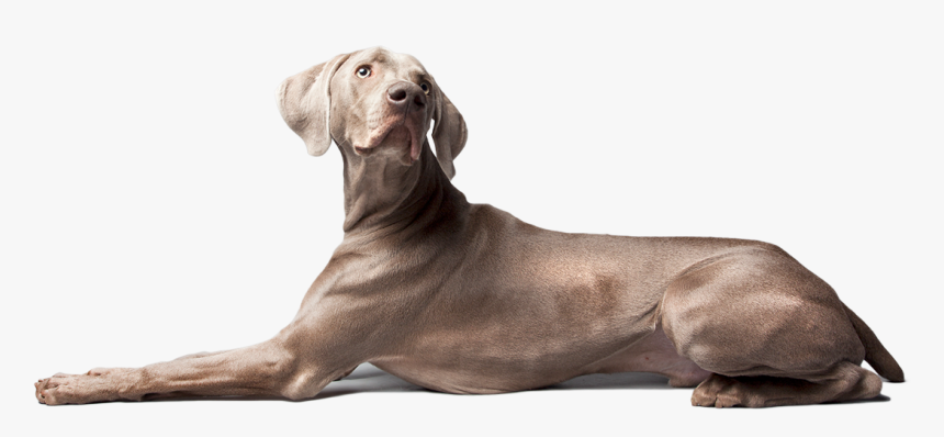 Increases Bone & Tendon Strength - Weimaraner, HD Png Download