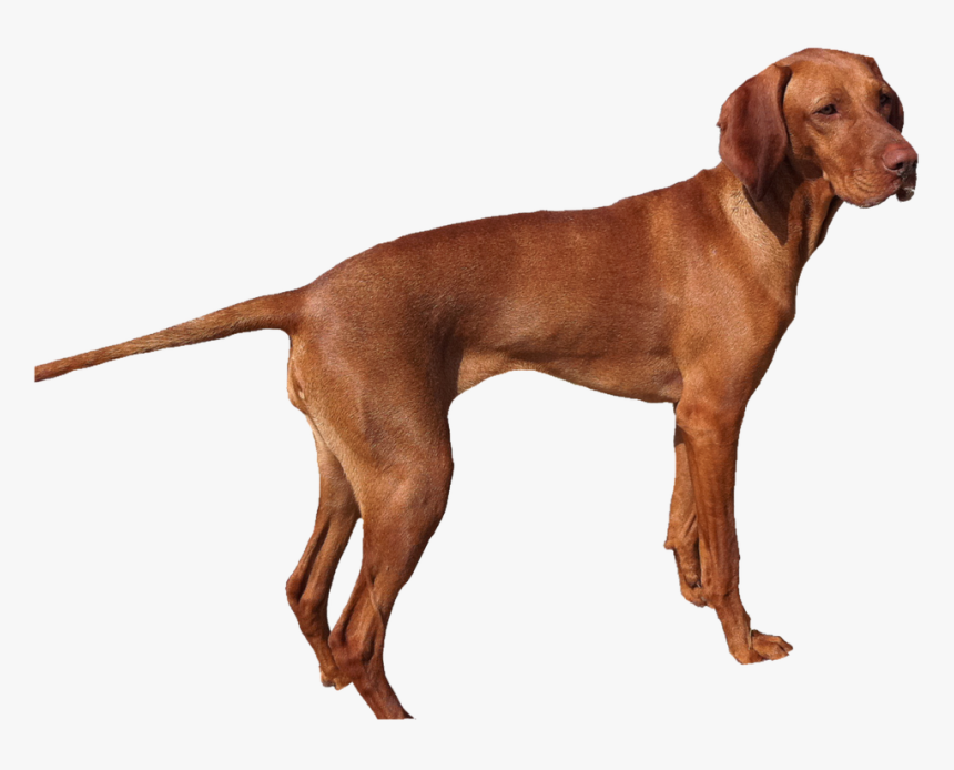 Isolated, Weimaraner, Dog, Pet, Animal Portrait, Dear - Vizslam Cattle Dog Mix, HD Png Download