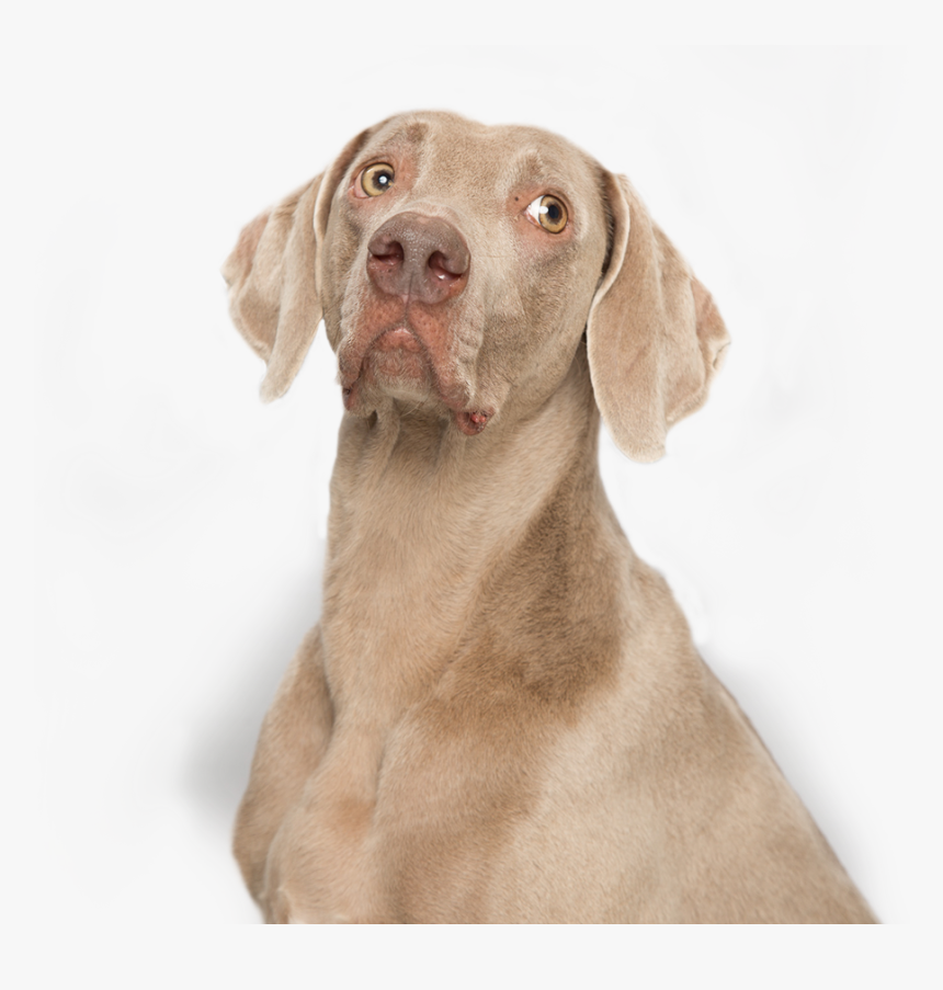 Weimaraner , Png Download - Weimaraner, Transparent Png