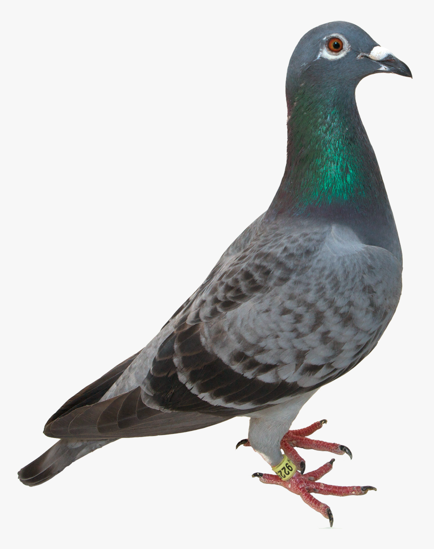 Pigeon Transparent, HD Png Download