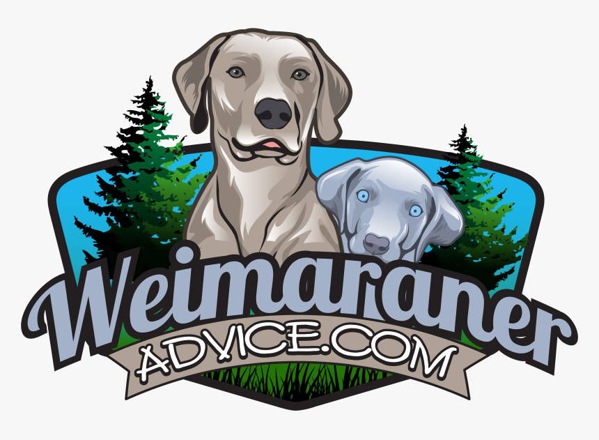 Answering Your Questions About Weims - Weimaraner, HD Png Download