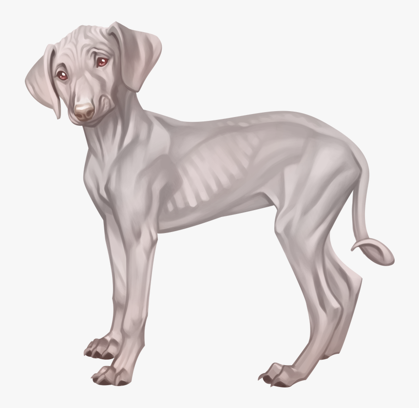 Transparent Great Dane Clipart - Weimaraner, HD Png Download