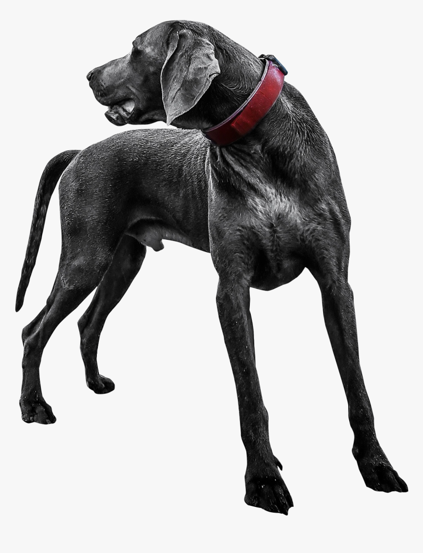 Labrador Retriever Weimaraner Puppy - Transparent Dog Png, Png Download