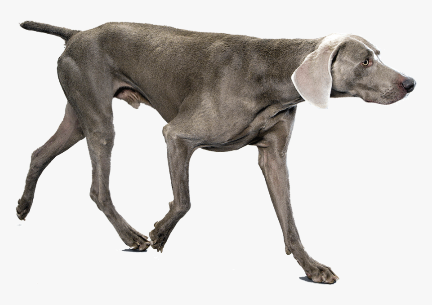 Weimaraner, HD Png Download