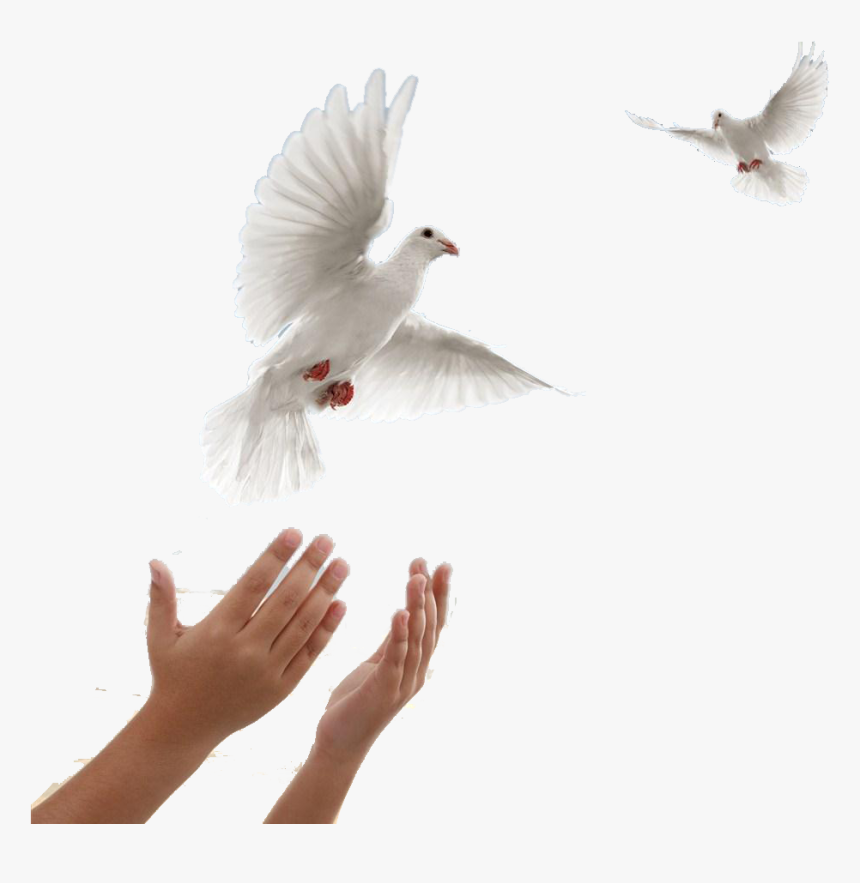 Flying Dove Transparent, HD Png Download