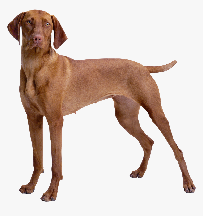 Weimaraner - Cartoon Brown Clipart Dogs, HD Png Download