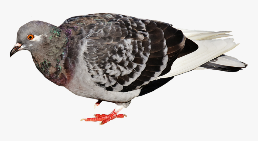 Pigeon Fly Png - Holub Mestský, Transparent Png