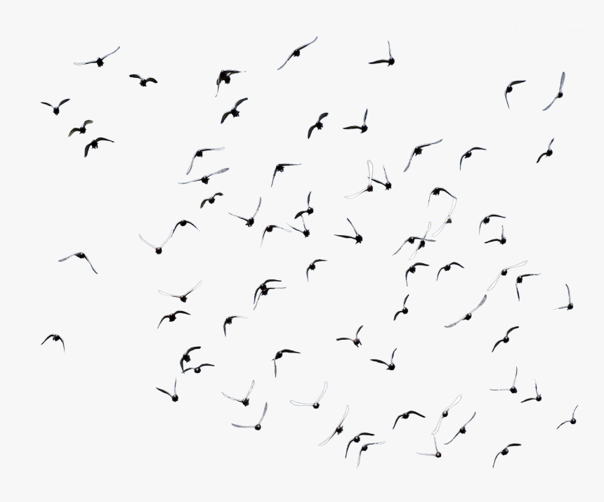 Kuşlar Png, Transparent Png