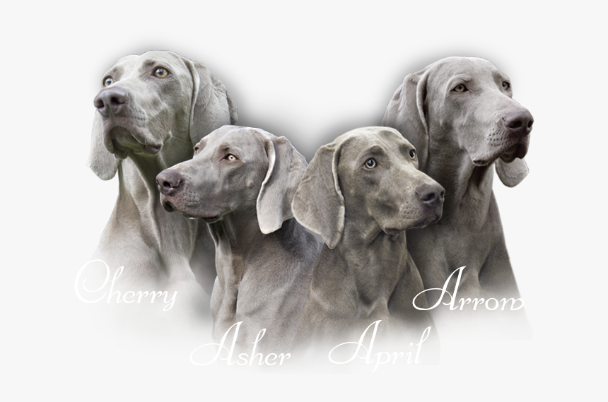 Our Weimaraners - Weimaraner, HD Png Download