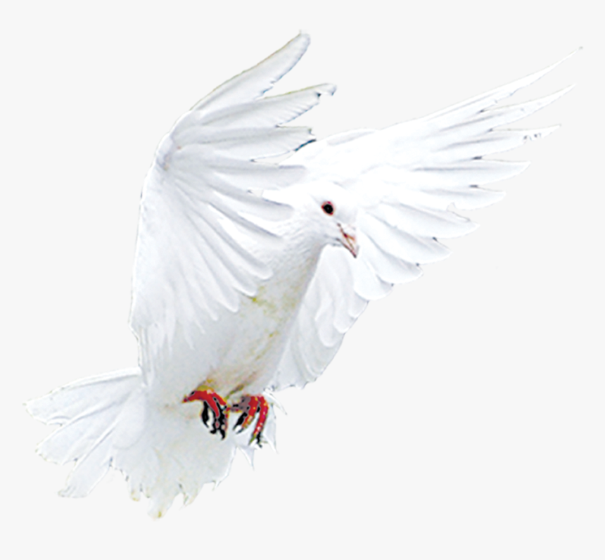 Transparent Snitch Png - Cockatoo, Png Download