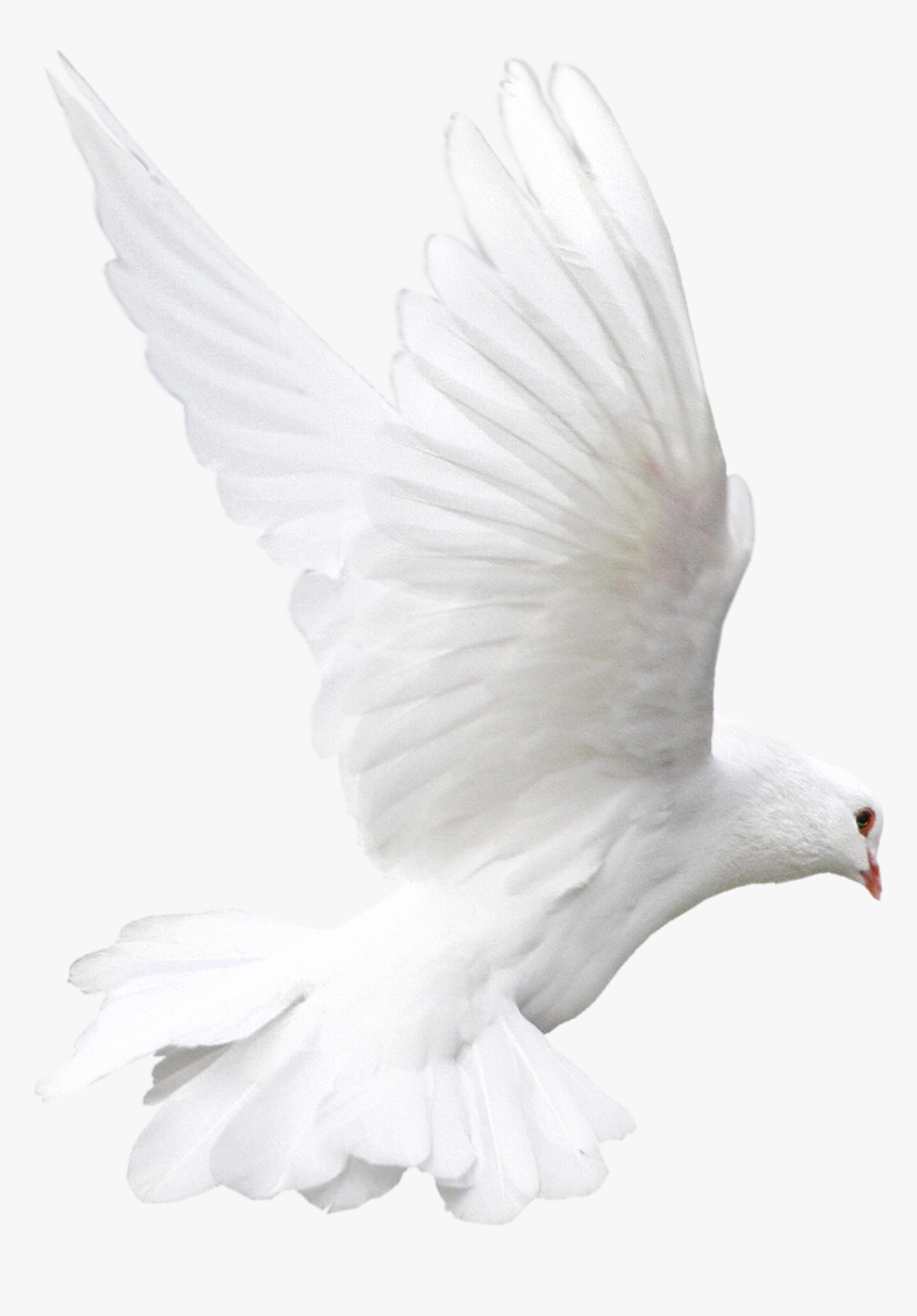 White Flying Pigeon Png Image - Almavision Hispanic Network, Transparent Png