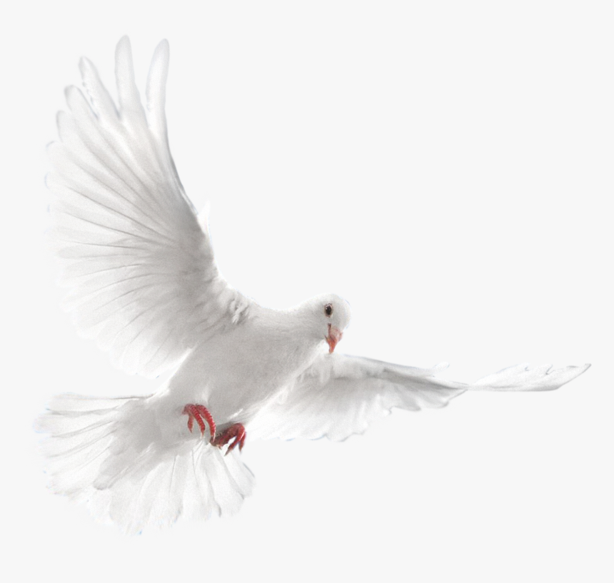 White Dove Bird, HD Png Download