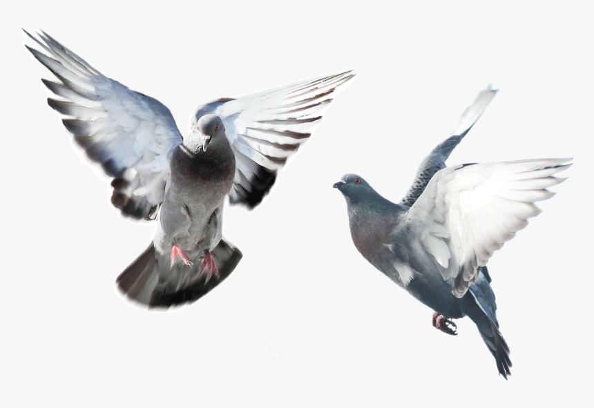Flying Pigeons On Transparent Background, HD Png Download