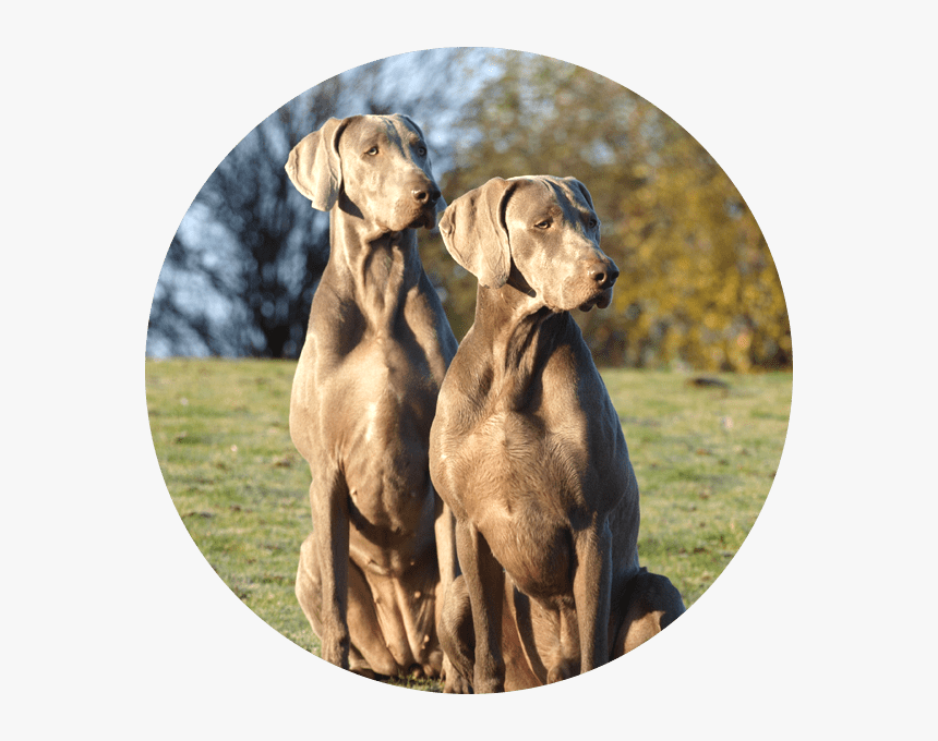 Icon - Vizsla, HD Png Download