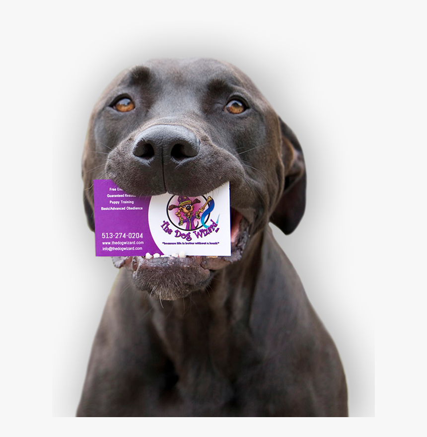 Weimaraner, HD Png Download