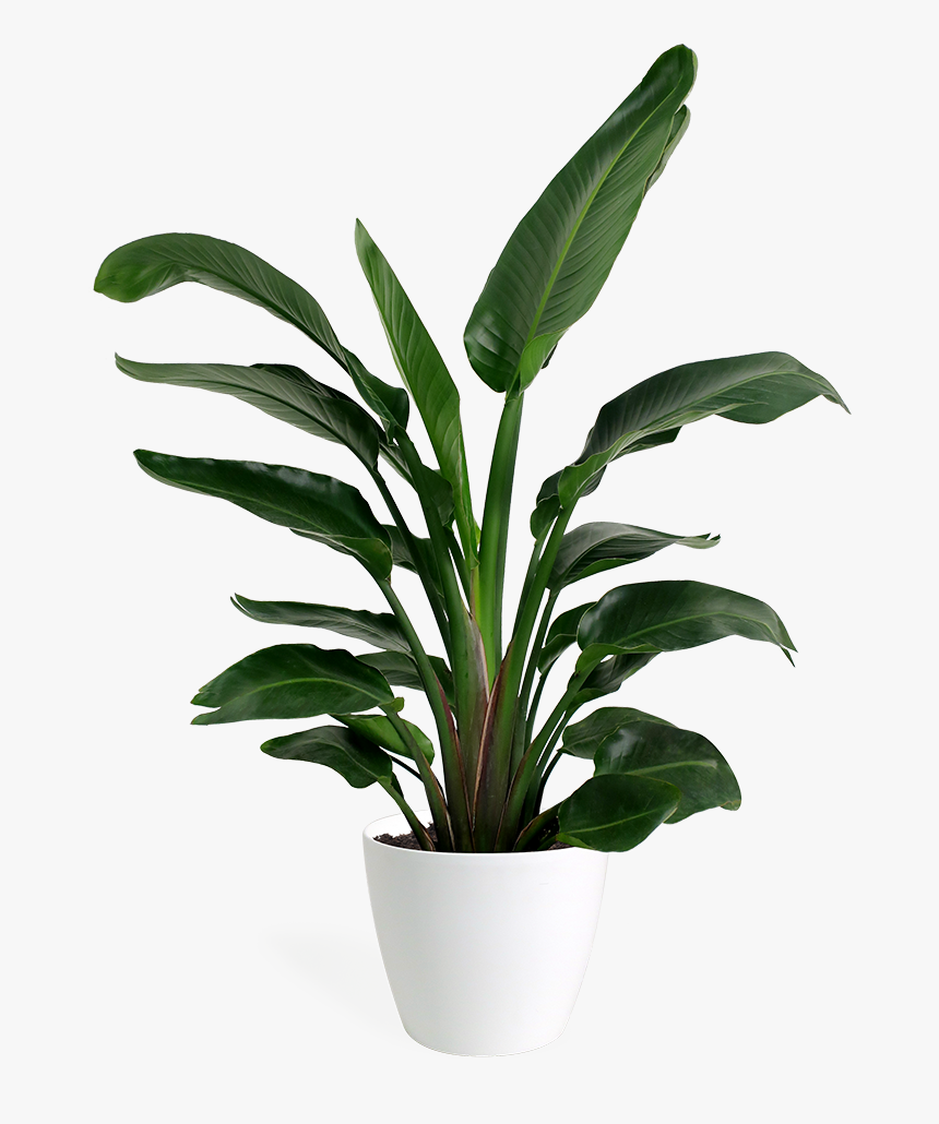 Small Bird Of Paradise Plant, HD Png Download