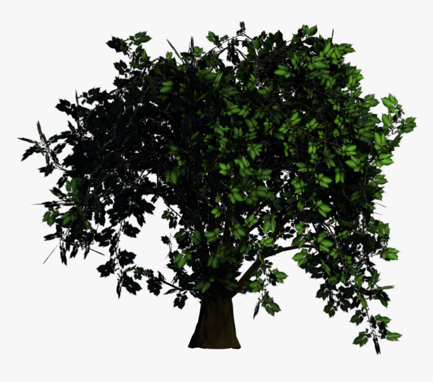 American Holly, HD Png Download