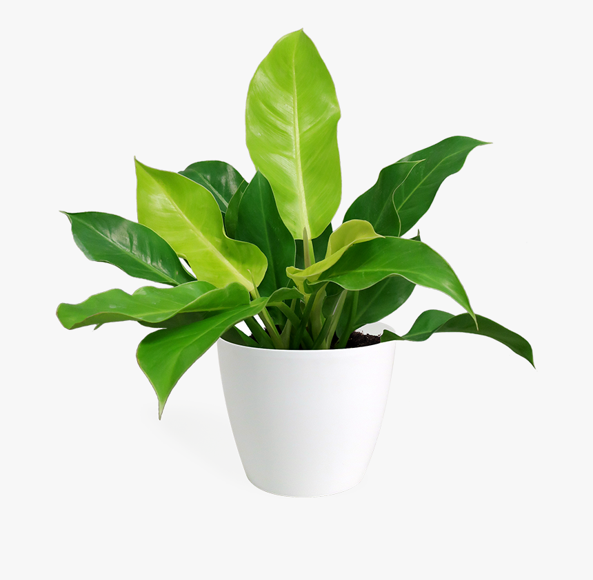 Flowerpot, HD Png Download