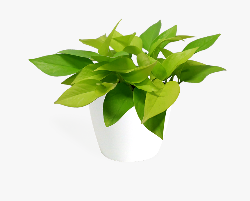 Flowerpot, HD Png Download