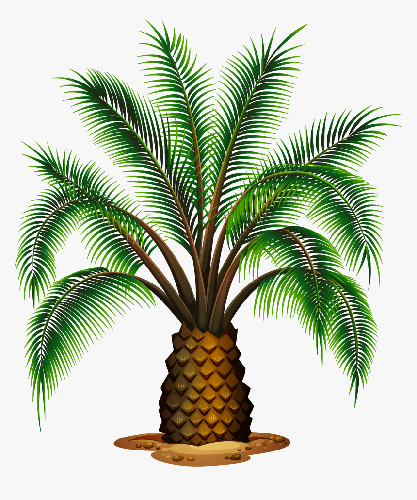 Small Palm Tree Transparent Picture - Palm Oil Tree Vector, HD Png Download