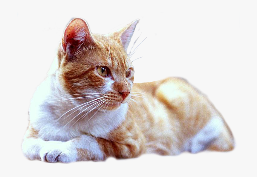 Gato Tumbado Png, Transparent Png
