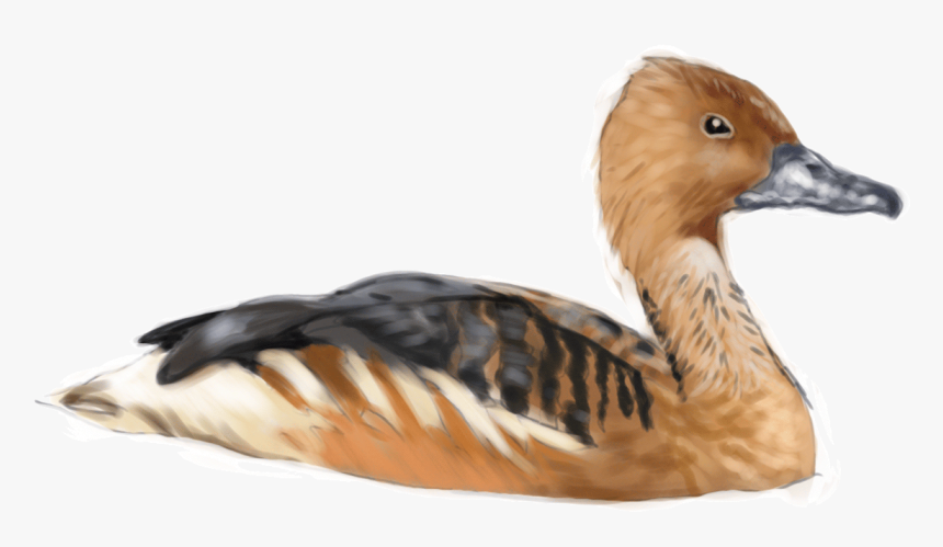 Fulvous Whistling Duck Png, Transparent Png