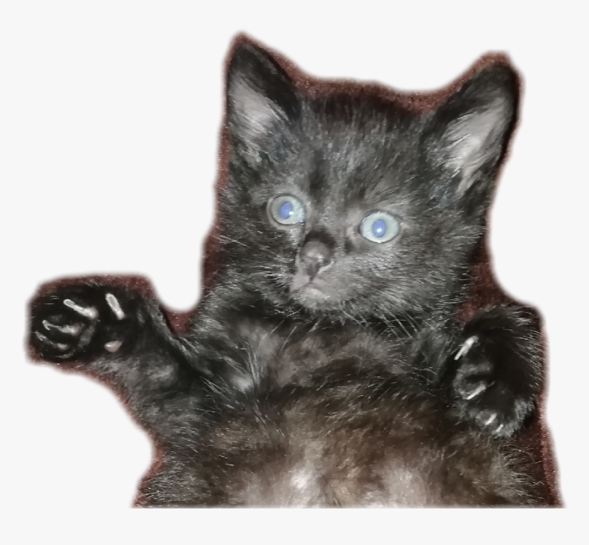 Black Cat, HD Png Download