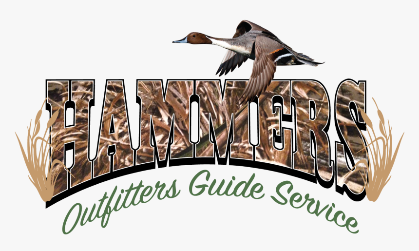 Hammers Outfitters Guide Service - Pintail, HD Png Download