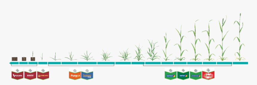 Grass, HD Png Download