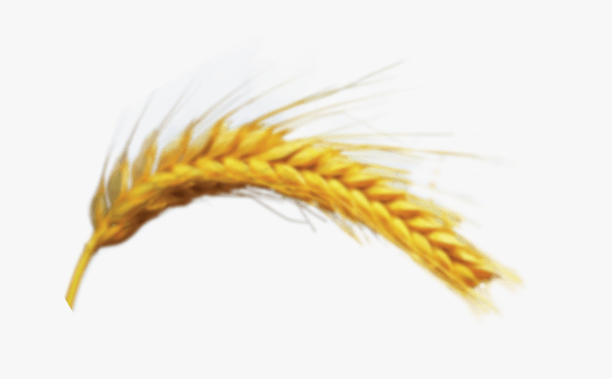 Khorasan Wheat, HD Png Download