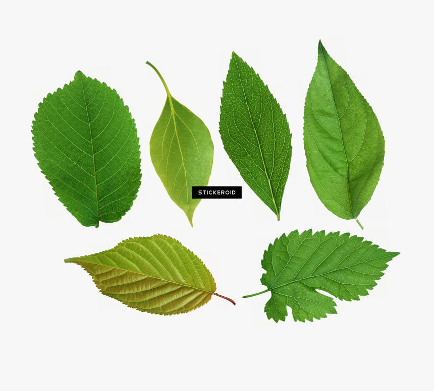 树叶, HD Png Download