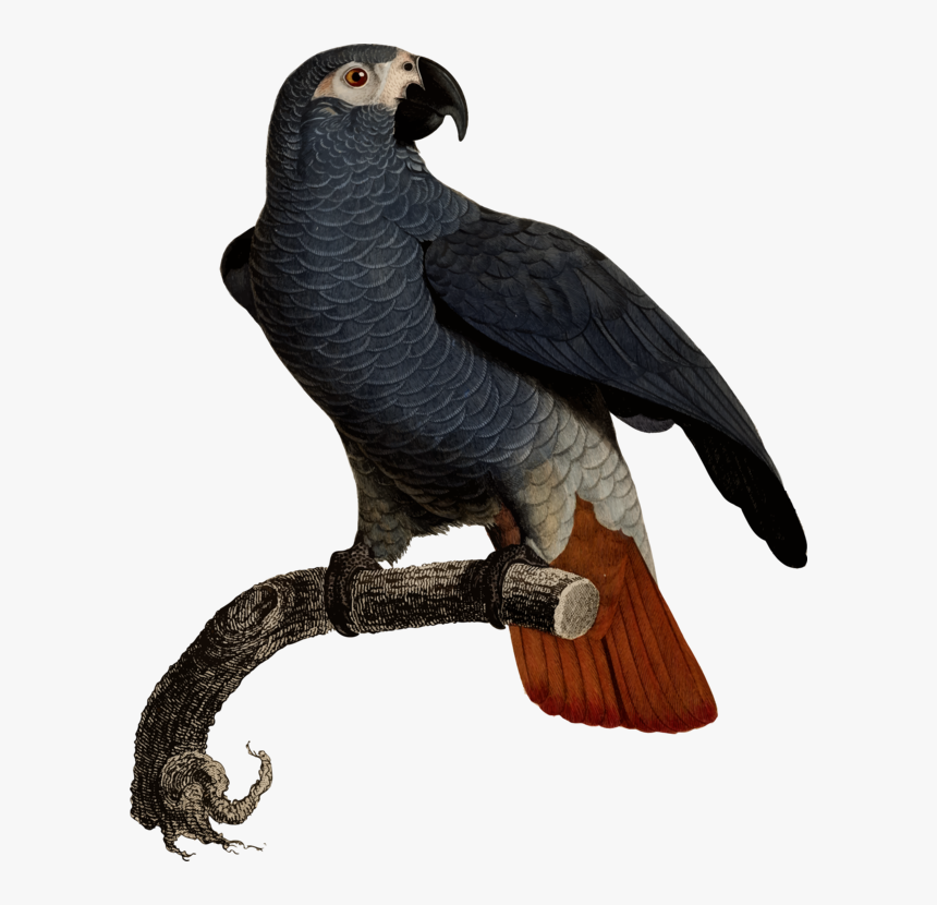 Eagle Fauna Vulture Beak Feather - African Grey Parrot Illustration, HD Png Download