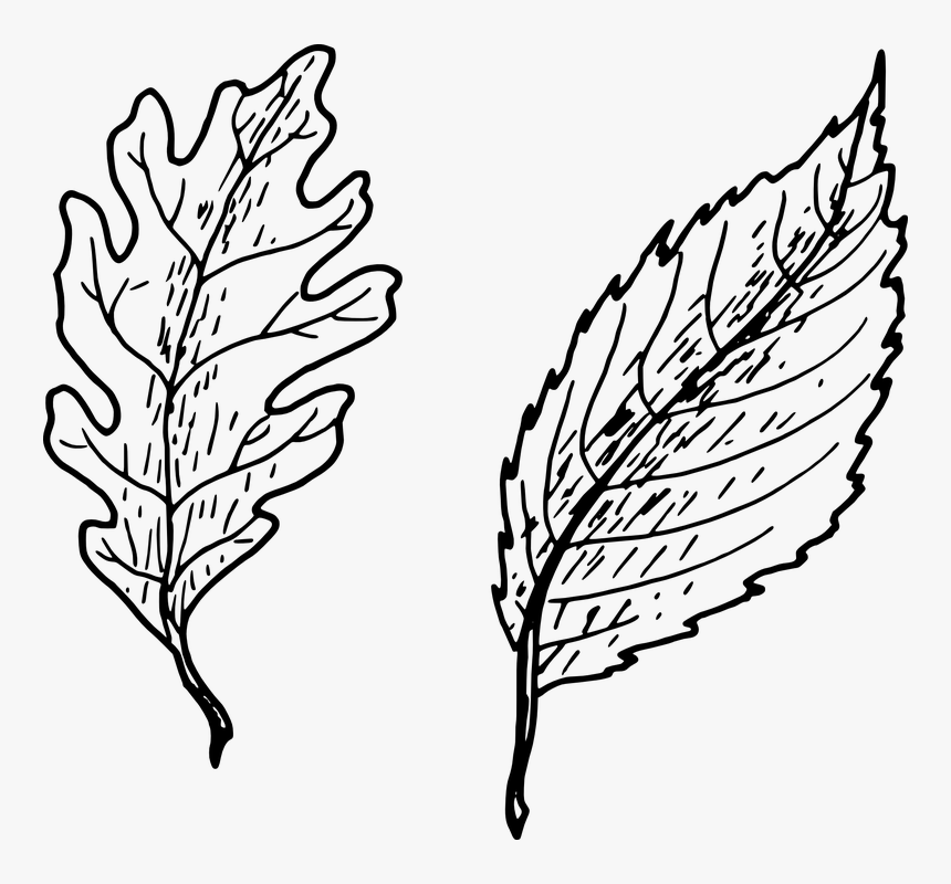 Oak Leaf Vector 21, Buy Clip Art - Hand Drawn Leaf Png, Transparent Png