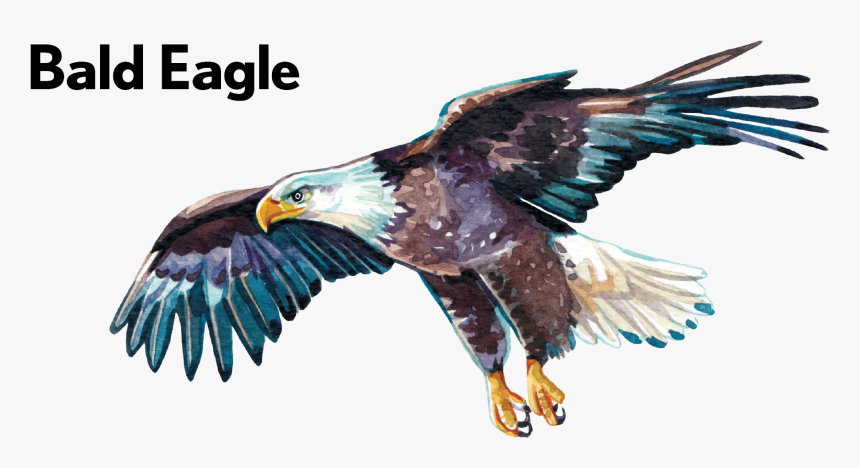 Golden Eagle - Bald Eagle, HD Png Download