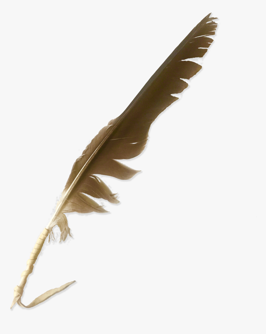 File - Nw-greenlandeagle - Buzzard, HD Png Download