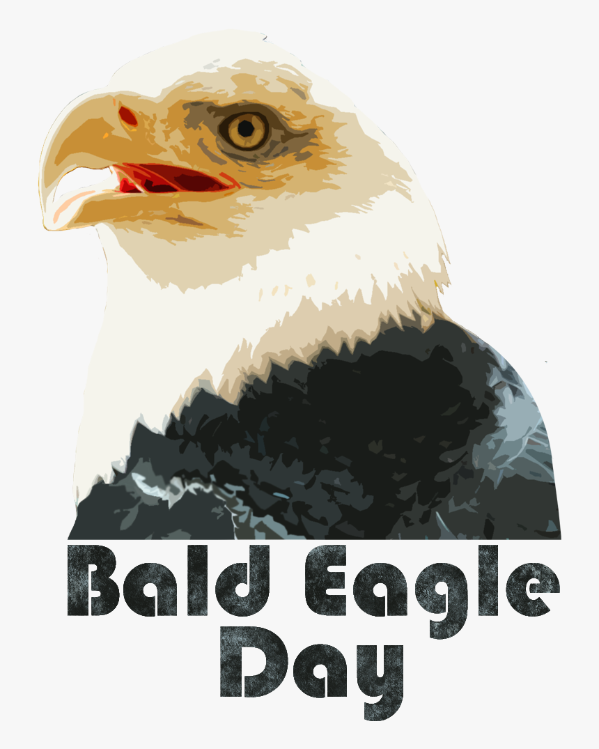 Bald Eagle, HD Png Download