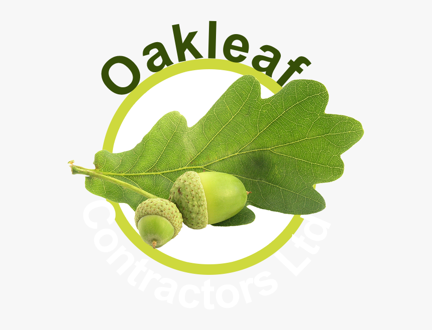 Oakleaf Contractors Ltd - Olive, HD Png Download
