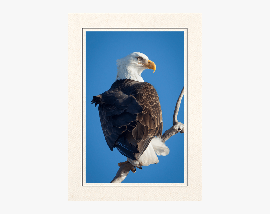 Bald Eagle, HD Png Download