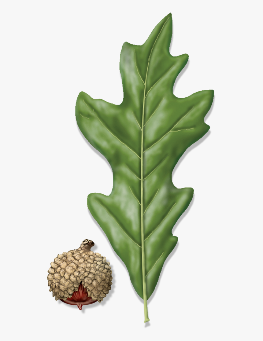 Overcup Oak, HD Png Download