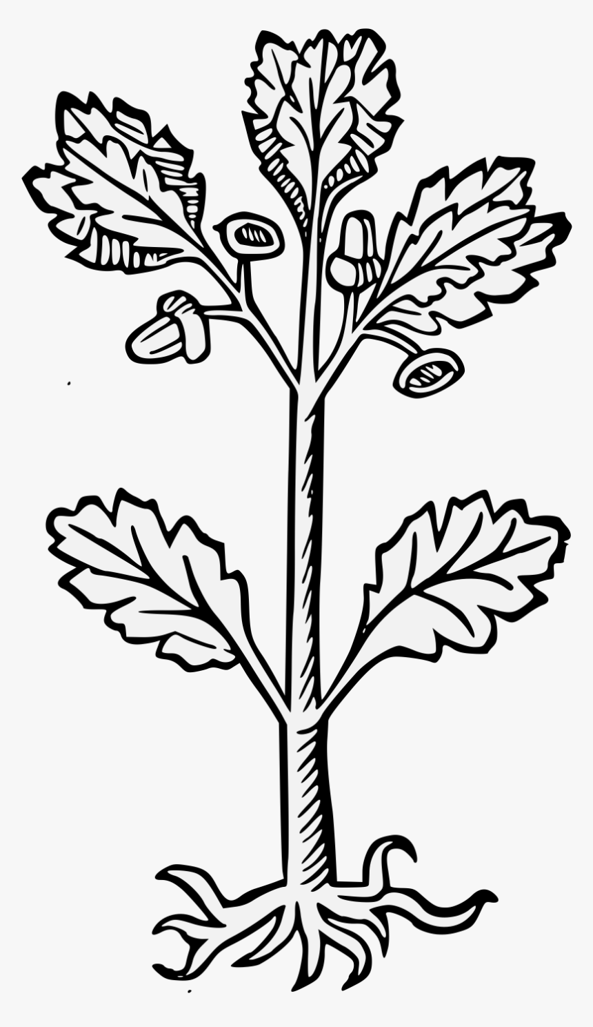 Floral Design, HD Png Download