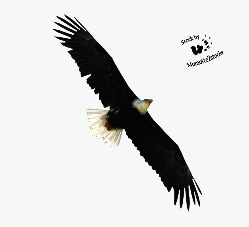 Eagle Flying Png - Bald Eagles Cut Out, Transparent Png