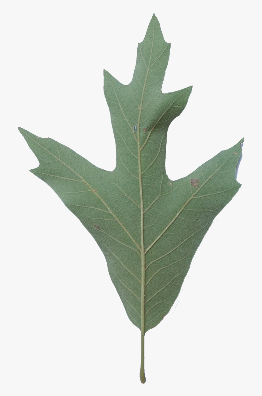 Southern Red Oak Tree Leaf, HD Png Download