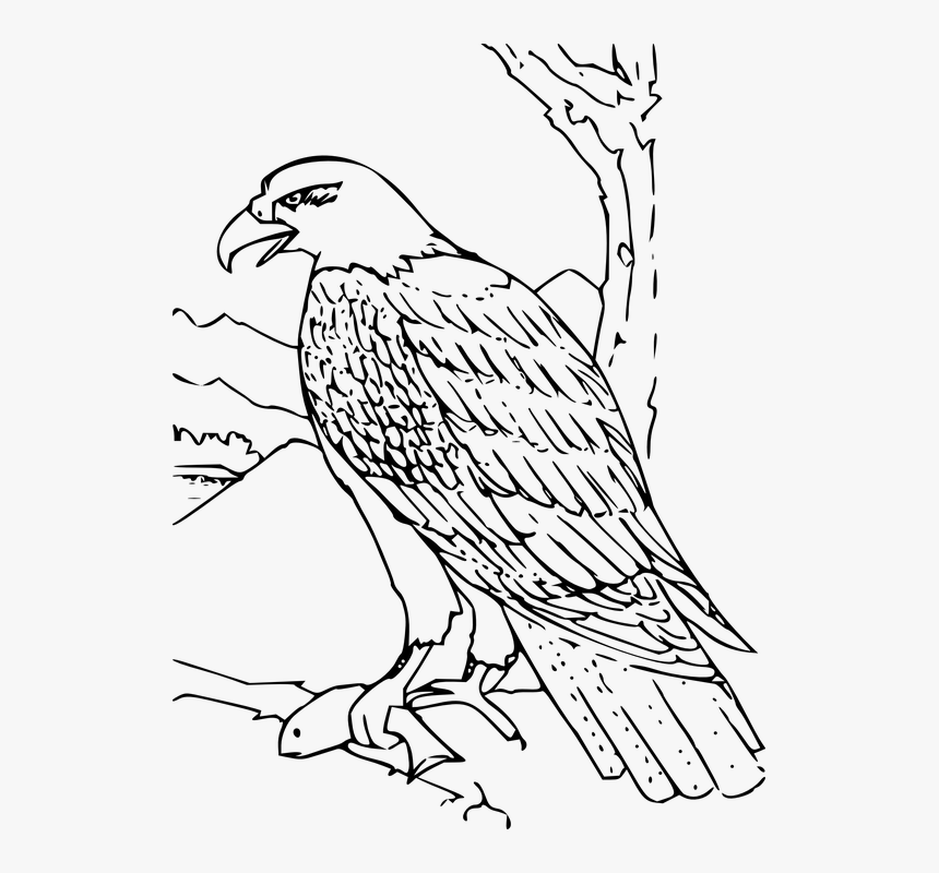 Eagle, Feather, Wing, Wildlife, Majestic, America - Hawk Clipart Black And White, HD Png Download