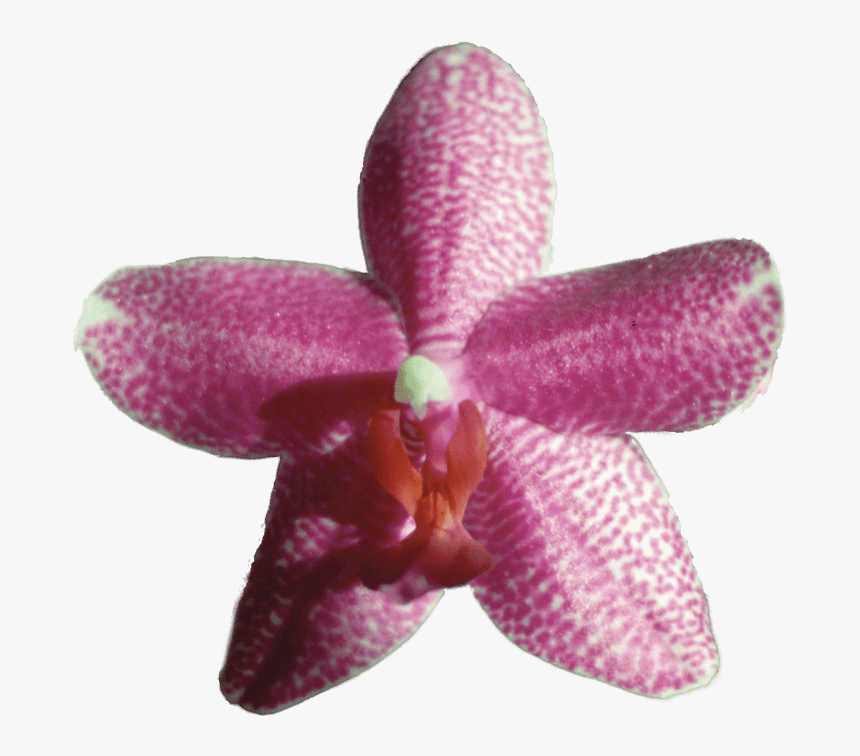 Gossamer Steel/ Enduring Love - Orchids Of The Philippines, HD Png Download
