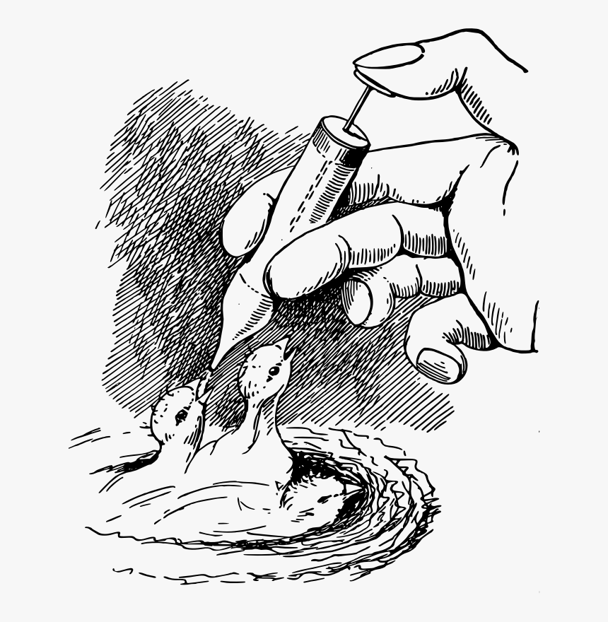 Feeding Chicks - Sketch, HD Png Download