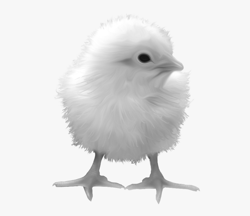 Chick Image Transparent Background - Chicken Yellow Transparent, HD Png Download