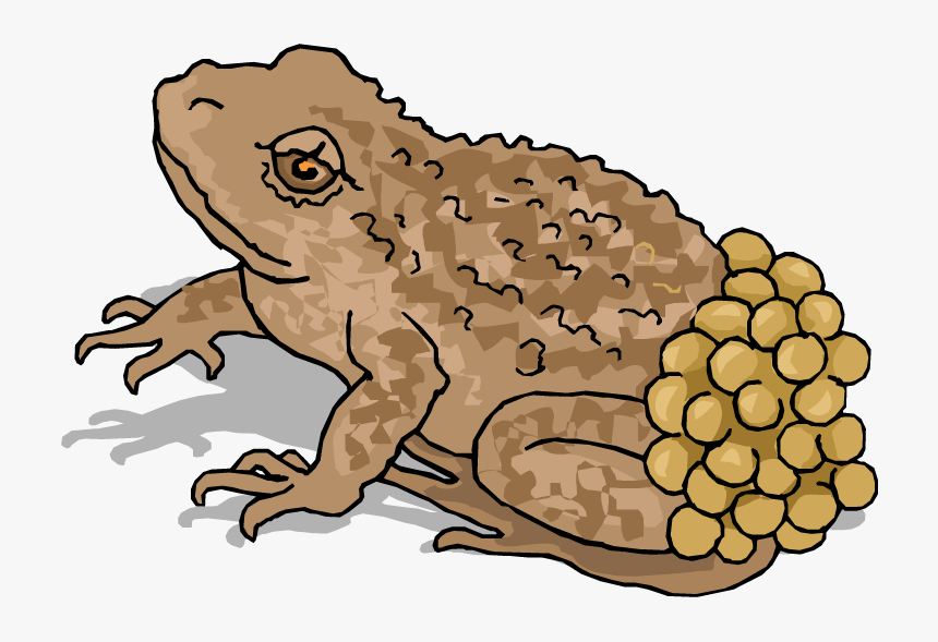 Frog Clipart Spring - Animals That Lays Eggs, HD Png Download