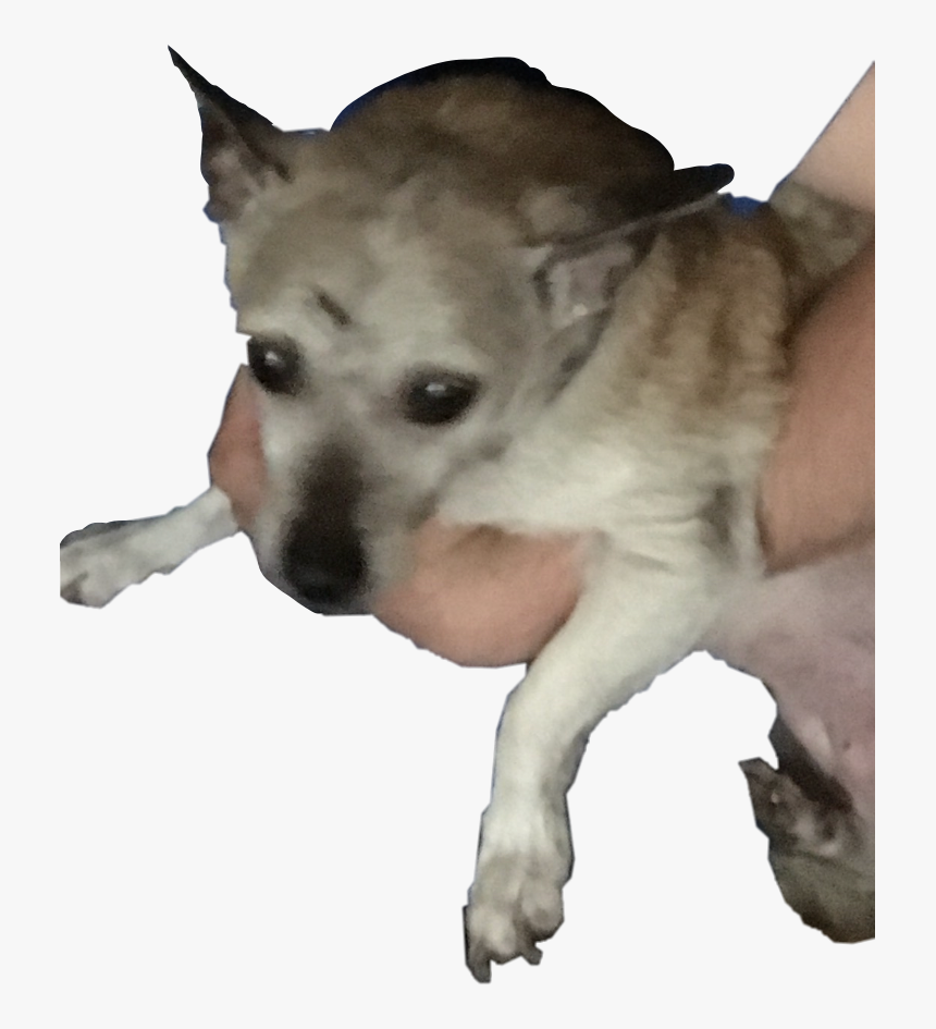 Companion Dog, HD Png Download