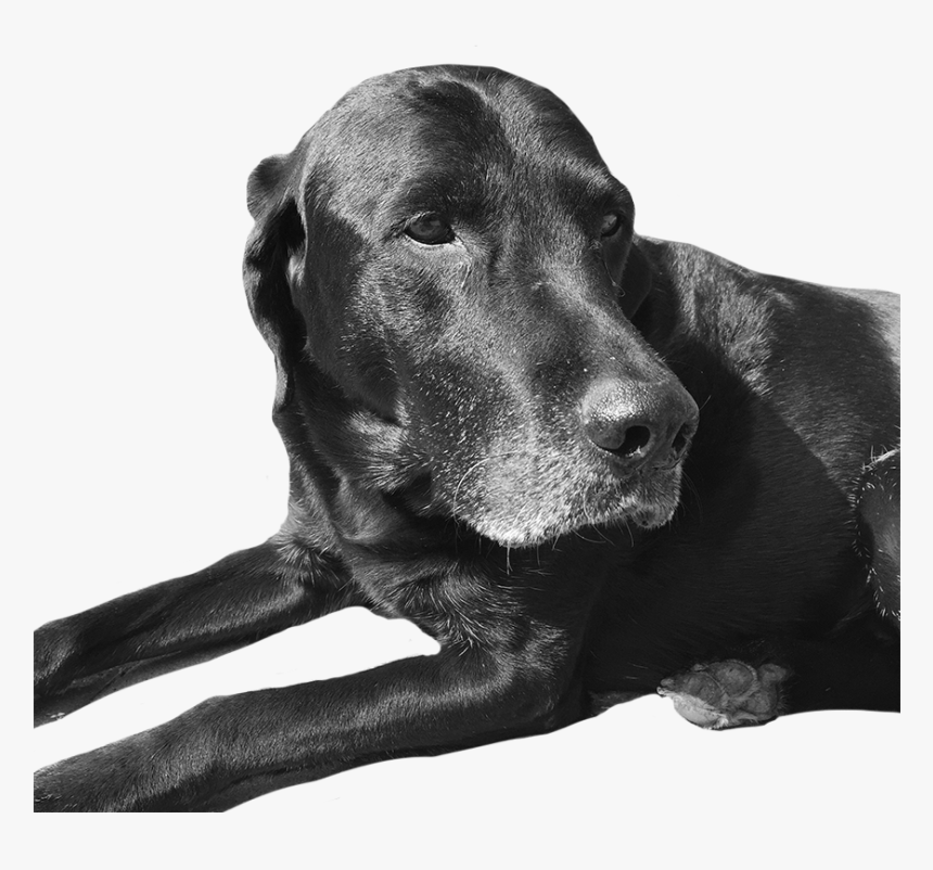 Hunting Dog, HD Png Download