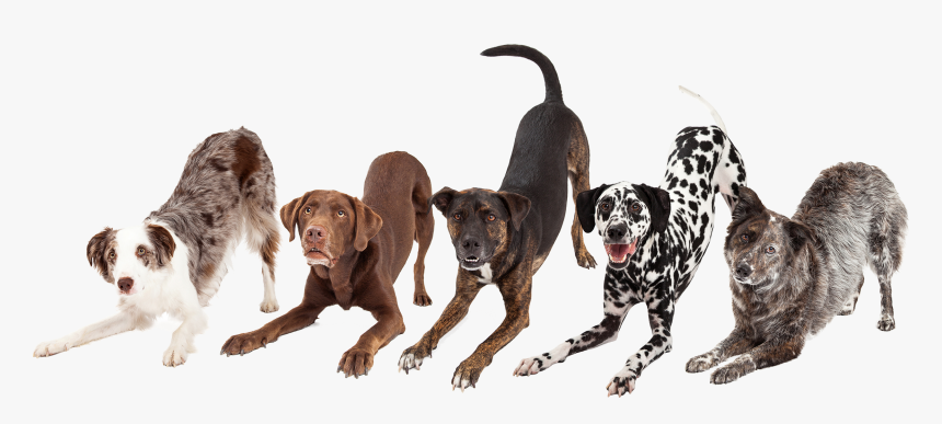 Dogs Bowing Down, HD Png Download